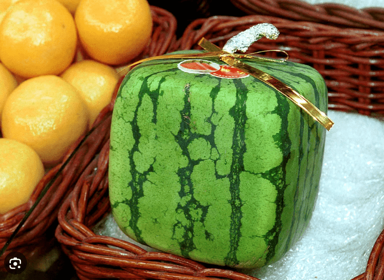 square watermelon as a gift